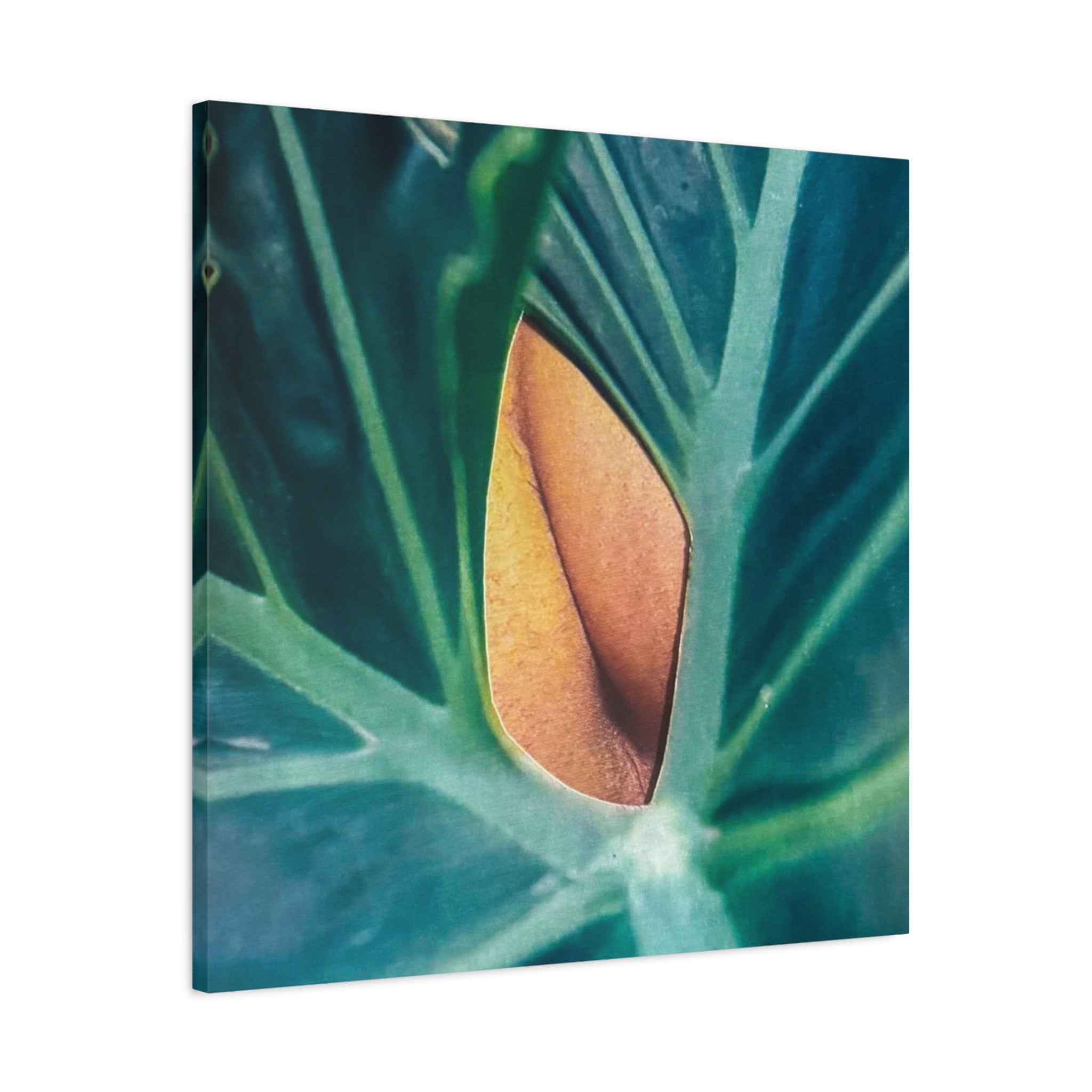 Tropical Leaf Canvas Wall Art — Close-Up Monstera Photo Matte Stretched Canvas