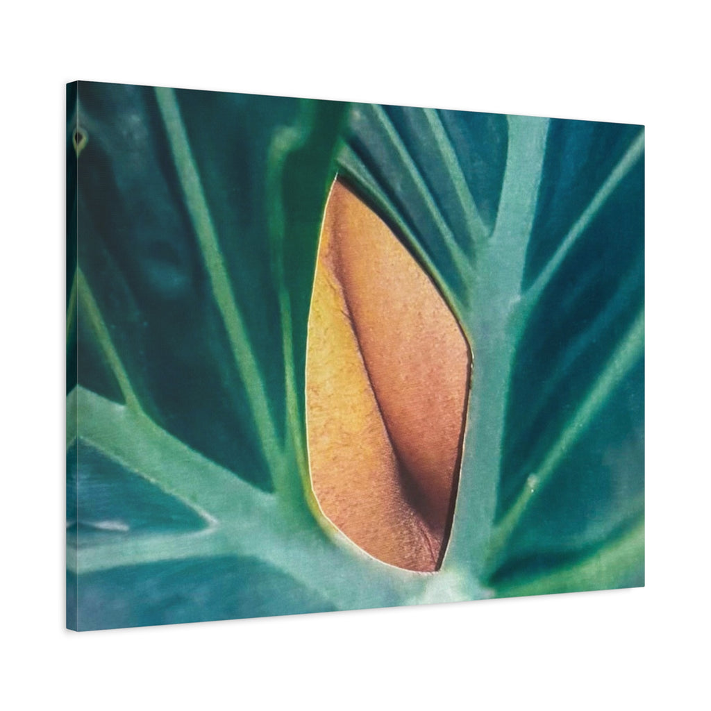 Tropical Leaf Canvas Wall Art — Close-Up Monstera Photo Matte Stretched Canvas