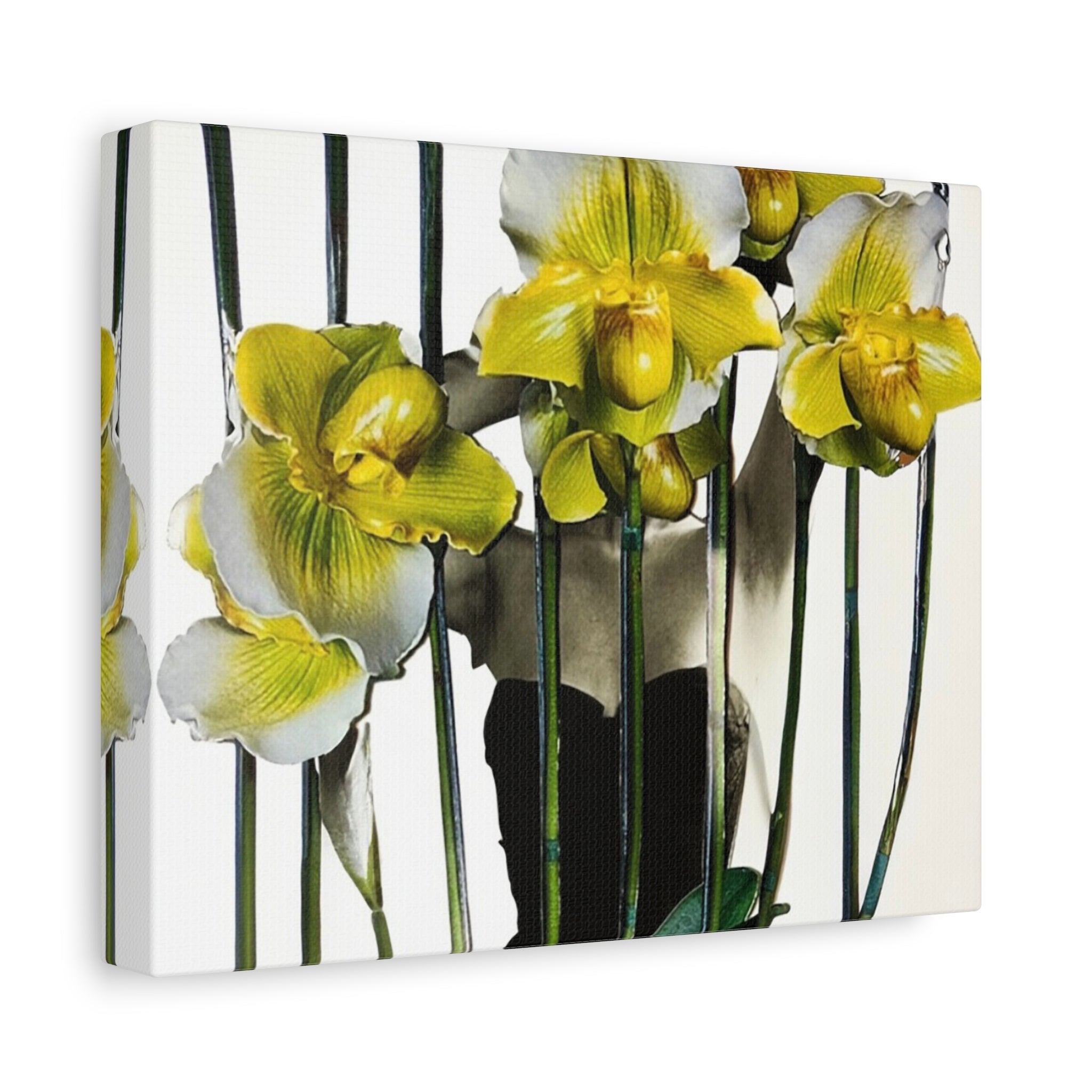 Orchid Canvas Print — Yellow Paphiopedilum Floral Wall Art, Matte Stretched Canvas